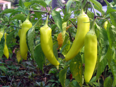 250 SWEET BANANA PEPPER Hungarian Capsicum Annuum Vegetable Seeds